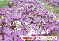 紫叶榨浆草
